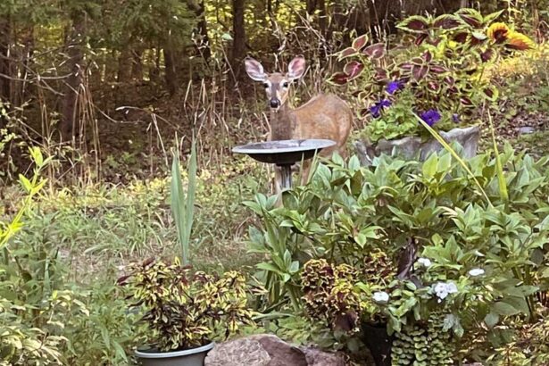 Propagating-Coleus Deer-Proof-Plant