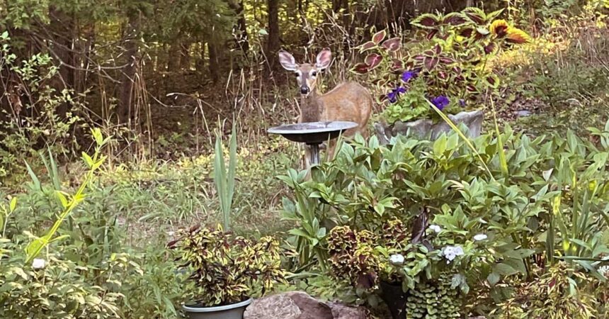 Propagating-Coleus Deer-Proof-Plant