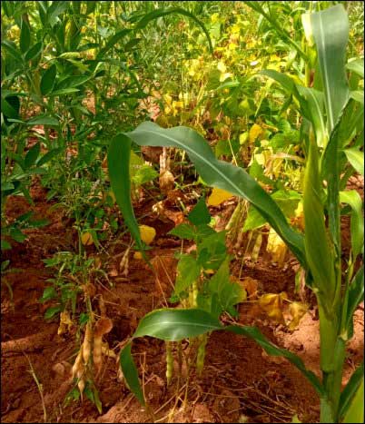 companion planting can help naturally control pests and act as a natural pesticide