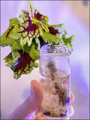 growing plant from cuttings coleus rooting