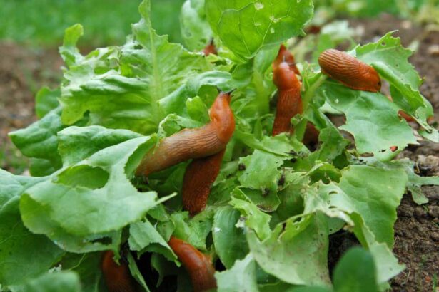 naturally control pests with natural pesticide