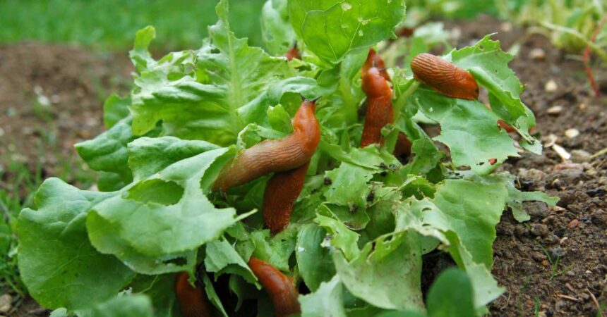 naturally control pests with natural pesticide