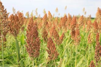 Sorghum is an ancient crop.