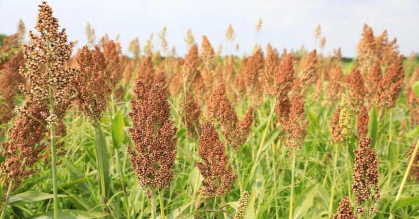 Sorghum is an ancient crop.