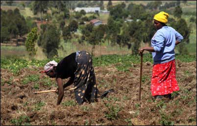 Two Kenyan ladies weeding the farm using a jembe