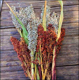 White and red sorghum