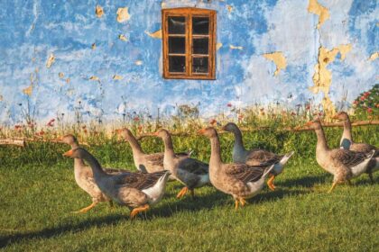 Raising-Geese-on-a-Small-Homestead