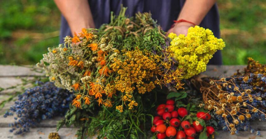 A woman holds medicinal herbs in her hands. Selective focus. Nature. Homestead Herb Business