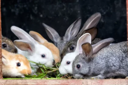 Rabbits in a cage eat grass. Raising rabbits on a livestock farm or in agriculture.