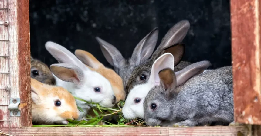 Rabbits in a cage eat grass. Raising rabbits on a livestock farm or in agriculture.