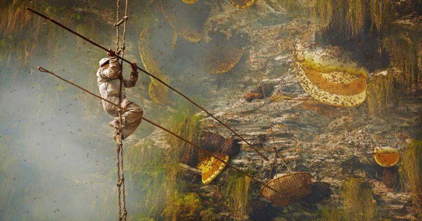 mad-honey-hives-of-apis-laboriosa