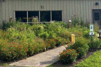a rain garden blooming in summer with butterfly garden