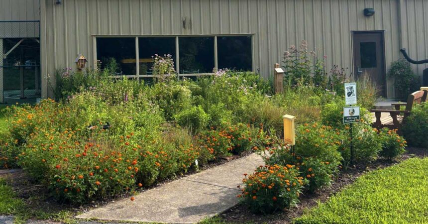 a rain garden blooming in summer with butterfly garden
