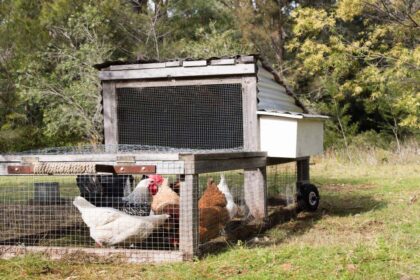 Handmade chicken tractor with brown and white chickens on grass under trees (selective focus)