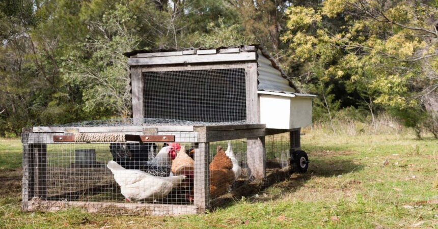 Handmade chicken tractor with brown and white chickens on grass under trees (selective focus)