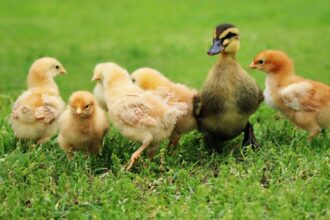 Finding community Homesteading community How to make friends in a new town How to find community Community Tips Homestead community