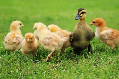 Finding community Homesteading community How to make friends in a new town How to find community Community Tips Homestead community