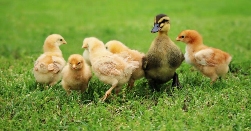 Finding community Homesteading community How to make friends in a new town How to find community Community Tips Homestead community