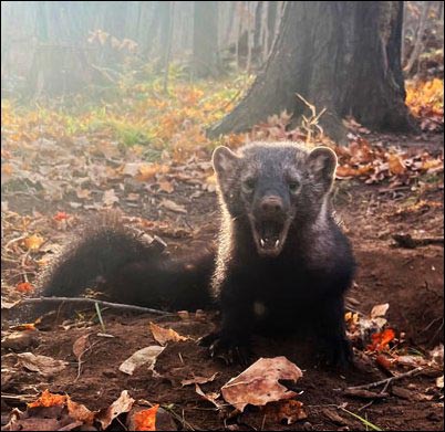 A non-target fisher raccoon that was released unharmed.