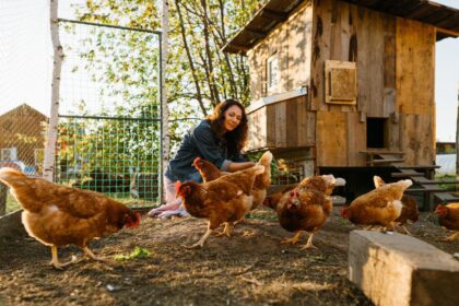 Happy middle aged woman on a private farm feeding chickens. Eco-friendly farmer woman cares, looks after her chickens in her backyard, promoting organic poultry farming