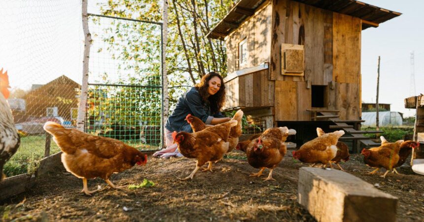 Happy middle aged woman on a private farm feeding chickens. Eco-friendly farmer woman cares, looks after her chickens in her backyard, promoting organic poultry farming