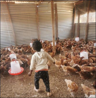 homesteading-with-kids