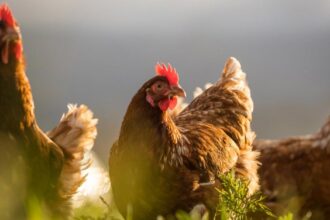 Home-Remedies-for-Chickens