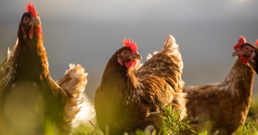 Home-Remedies-for-Chickens