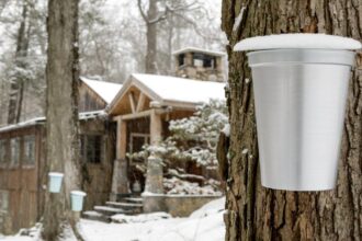 Close up of maple tree with metal sap bucket, cabin and maple tree in background.