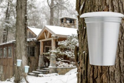 Close up of maple tree with metal sap bucket, cabin and maple tree in background.