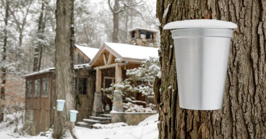 Close up of maple tree with metal sap bucket, cabin and maple tree in background.