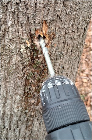 drilling maple for sap
