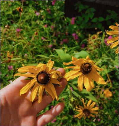 My 2019 chaos garden featured coreopsis, holy basil, California poppy, black-eyed Susan, and sunflower! old seeds that grew