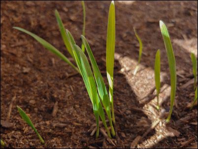 sprouts are a sure sign of seed viability