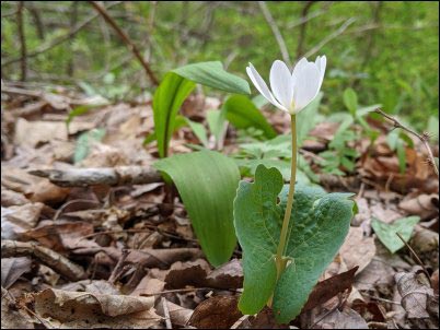 A bloodroot plant in the foreground with possibly a leek leaf in the upper left and a trout lily leaf in the center/right