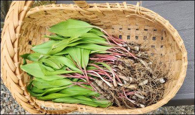 Here are the fresh-picked (dug) leeks.