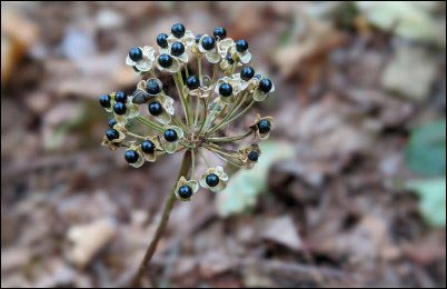 wild leek flower