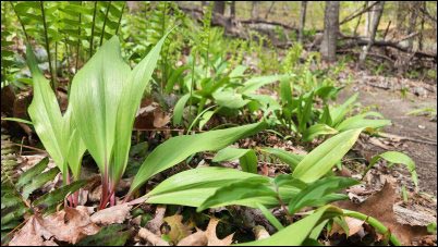 Leeks growing wild