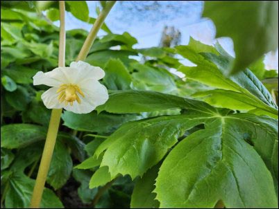 Mayapple flower