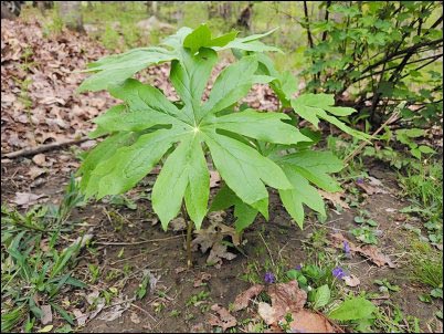 Mayapple leaves