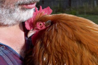 cuddly chickens backyard flock