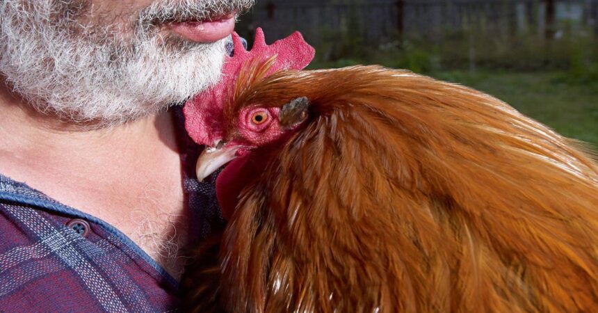 cuddly chickens backyard flock