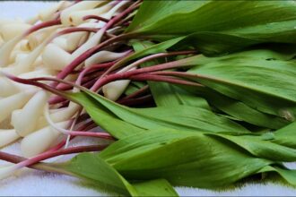 foraging wild leeks or ramps