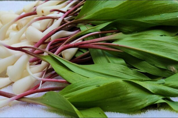 foraging wild leeks or ramps