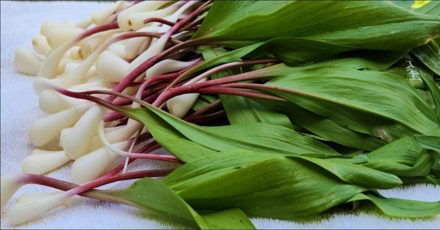 foraging wild leeks or ramps