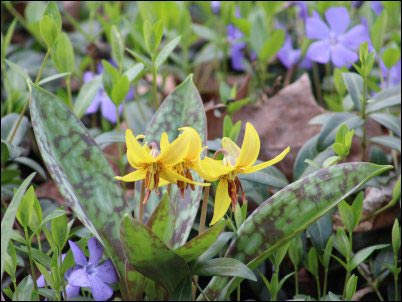 Yellow Trout Lily in Full Bloom
