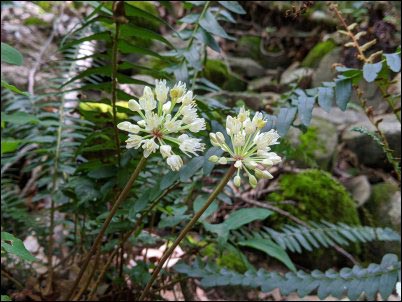 Wild leek fruiting.