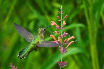 A Broad-tailed Hummingbird female with open wings approaching a Hummingbird Mint plant in a lush green garden. Close up view.