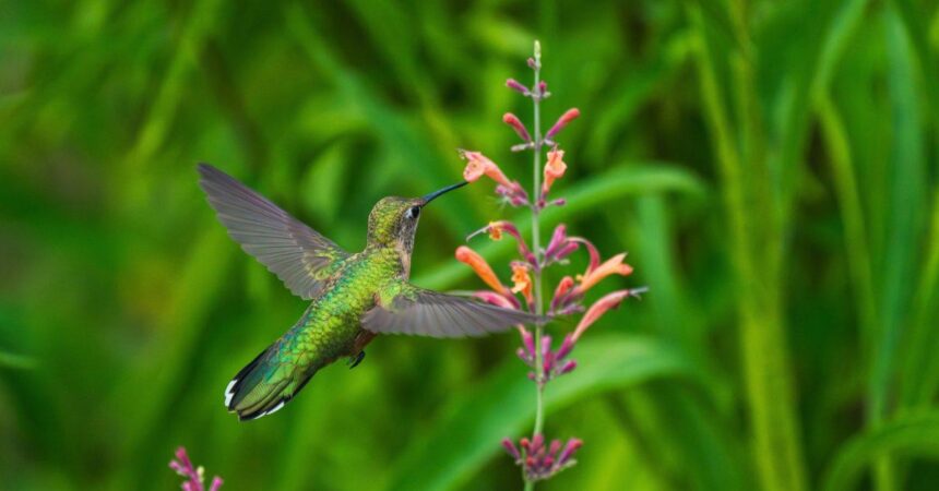 A Broad-tailed Hummingbird female with open wings approaching a Hummingbird Mint plant in a lush green garden. Close up view.