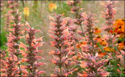 Peach coloured Agastache 'Summer Sunset' also known as Giant Hyssop or Hummingbird Mint, in flower. 